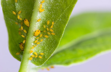 Olender Aphid or Aphis Nerii, pests on Giant Indian Milkweed