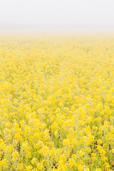 Obraz premium 朝霧の中に咲く菜の花