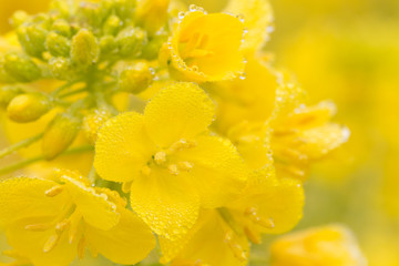 Obraz premium 朝霧の中に咲く菜の花