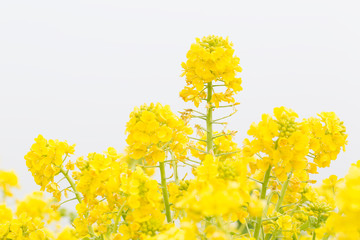 朝霧の中に咲く菜の花