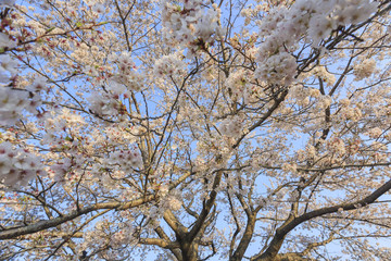 Fototapeta na wymiar White cherry tree blossom in Japan