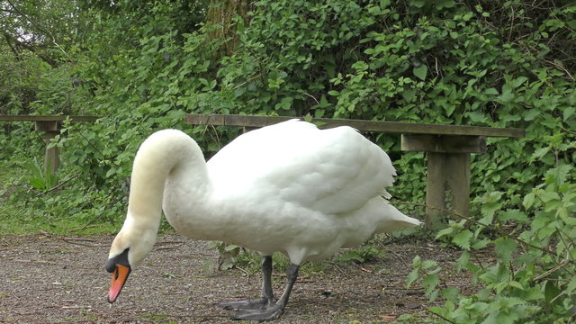 4K footage of a Mute Swan standing on a woodland path.
