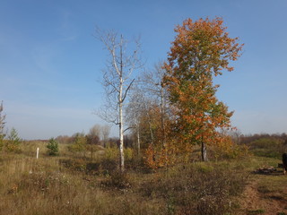 Obraz premium Желтые деревья в осенний солнечный день