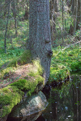 Creek in the the forest with a tree at the water's edge