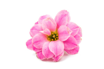 Obraz premium delicate pink flowers