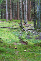 Spruce forest in taiga landscape