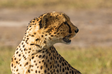 Cheetah sitting and look away