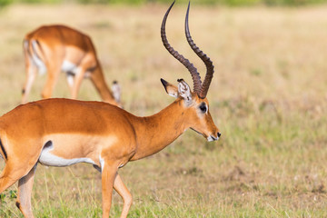 Buck Impala antelope