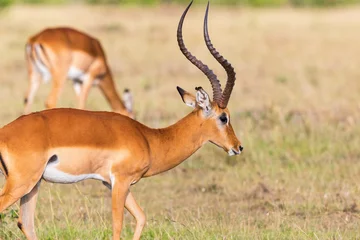 Foto op Plexiglas Buck Impala-antilope © Lars Johansson