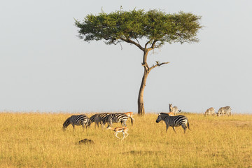 Fototapeta na wymiar Zebras and gazelles at a tree on the savannah