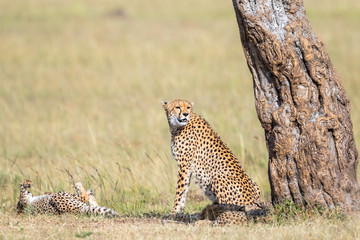 Cheetah with cubs sitting at a tree and watching