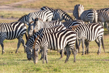 Fototapeta na wymiar Zebras grazing grass