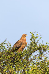 Tawny eagle sitting in a treetop