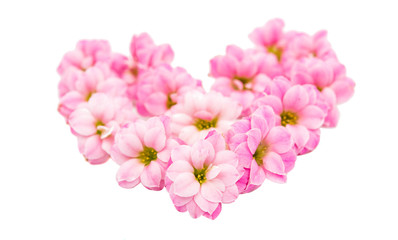Fototapeta na wymiar delicate pink flowers