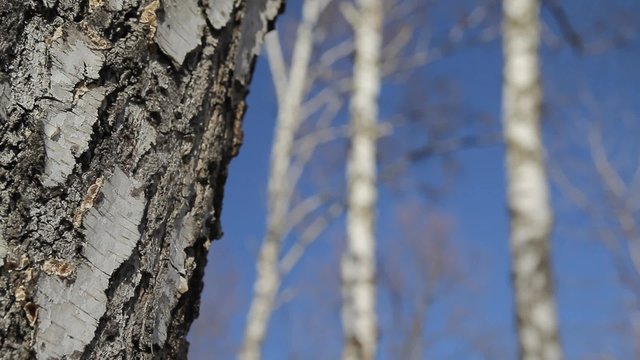 Birch tree trunk close-up with refocus to another birches in background 