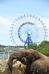 アドベンチャーワールドのゾウ