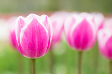 Fototapeta premium チューリップ