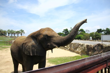 アドベンチャーワールドのゾウ