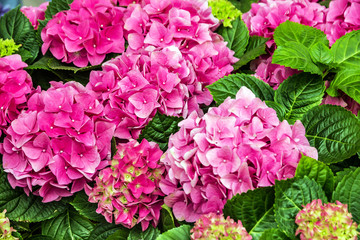 begonia pink flowers, home plants