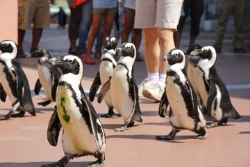 アドベンチャーワールドのペンギンパレード