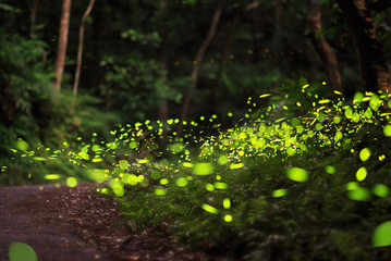 fireflies flying around in the forest