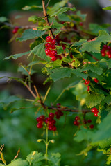 Currant bush