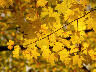 maple branches with colorful leaves in the morning sun, autumn background
