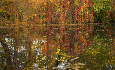 colorful leaves in autumn landscape reflected in water
