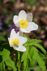 White Anemone nemorosa flowers and green leaf. In English  wood anemone, windflower, thimbleweed, and smell fox