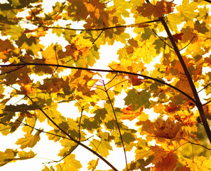 maple branches with colorful leaves in the morning sun, autumn background
