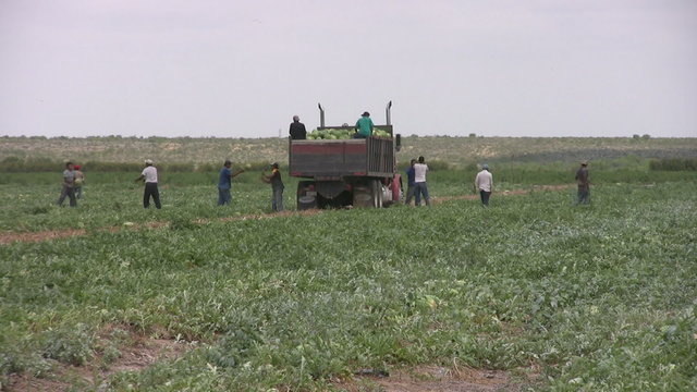 watermellon patch Mexican labor harvest TX HD