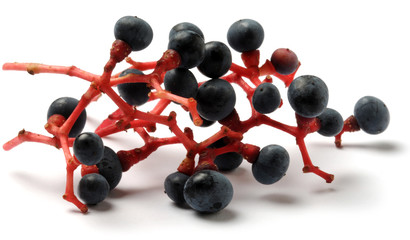 Ampelopsis brevipedunculata Baya porcelana Vite canadese Creeper Soaⁿ-phô-tô Porcelain berry Vigne vierge à fruits bleus Amur peppervine ノブドウ Winnik zmienny Виноградовник короткоцветоножковый 
