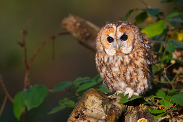 Owl Day at The British Wildlife Centre Surrey