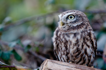 Little Owl