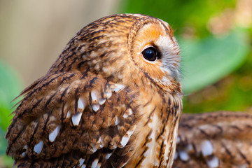 Owl Day at The British Wildlife Centre Surrey