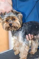 Preparing the Yorkshire terrier dog to grooming