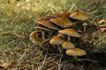 Niejadalne grzyby rosnące na pniu ściętego drzewa © D'automne Dragon