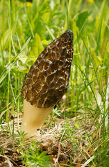 Commonly known as common morel, morel, yellow morel, true morel, morel mushroom, and sponge morel is edible mushrooms (Morchella esculenta)