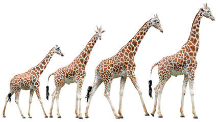 Verzameling van geïsoleerde giraffen in verschillende poses