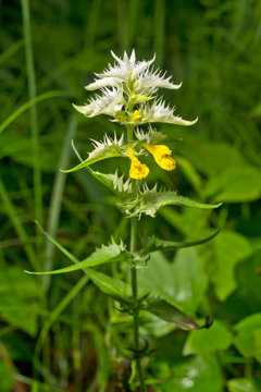 Melampyrum pratense (common cow-wheat) is an herbaceous flowering plant,  common in in Europe