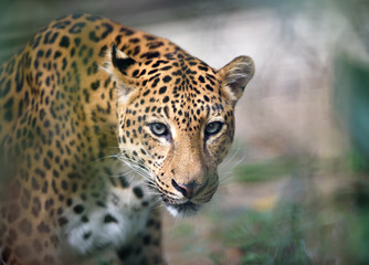 Closeup jaguar portrait
