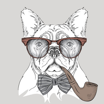 Image Portrait bulldog in the cravat and glasses with  tobacco pipe. Vector illustration.
