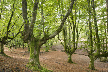 Old beech forest in Bizkaia, Basque country, Spain.