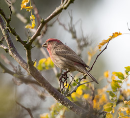 House Finch (Haemorhous mexicanus) Male perched on a tree branch. Alameda County, California, USA.
