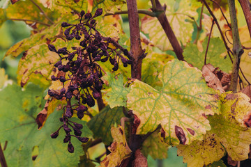 Old Withered Grapes at a Winery