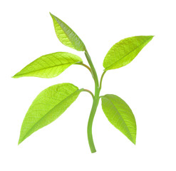 Young leaves isolated on a white background