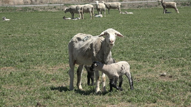 Sheep ewe and lambs meadow pasture 4K 029