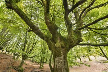 Old beech forest in Bizkaia, Basque country, Spain.