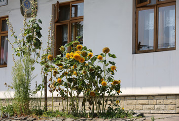 decorative sunflower, used as decoration on street