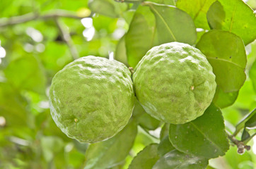 Close up bergamot.